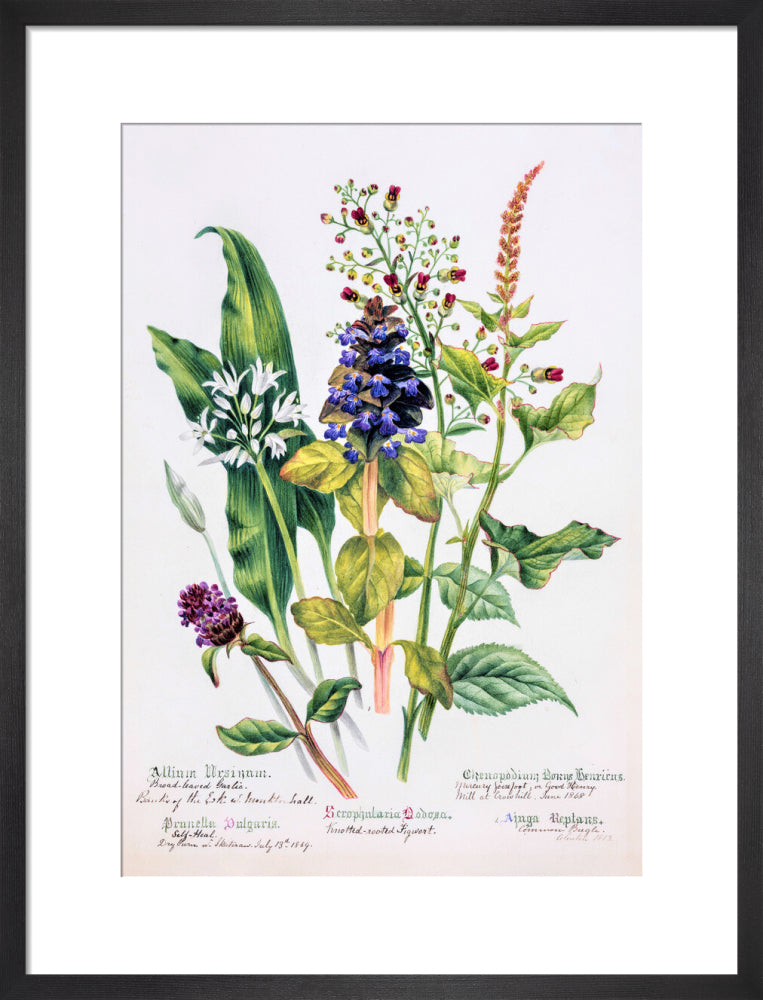 Allium by Charlotte Cowan Pearson
