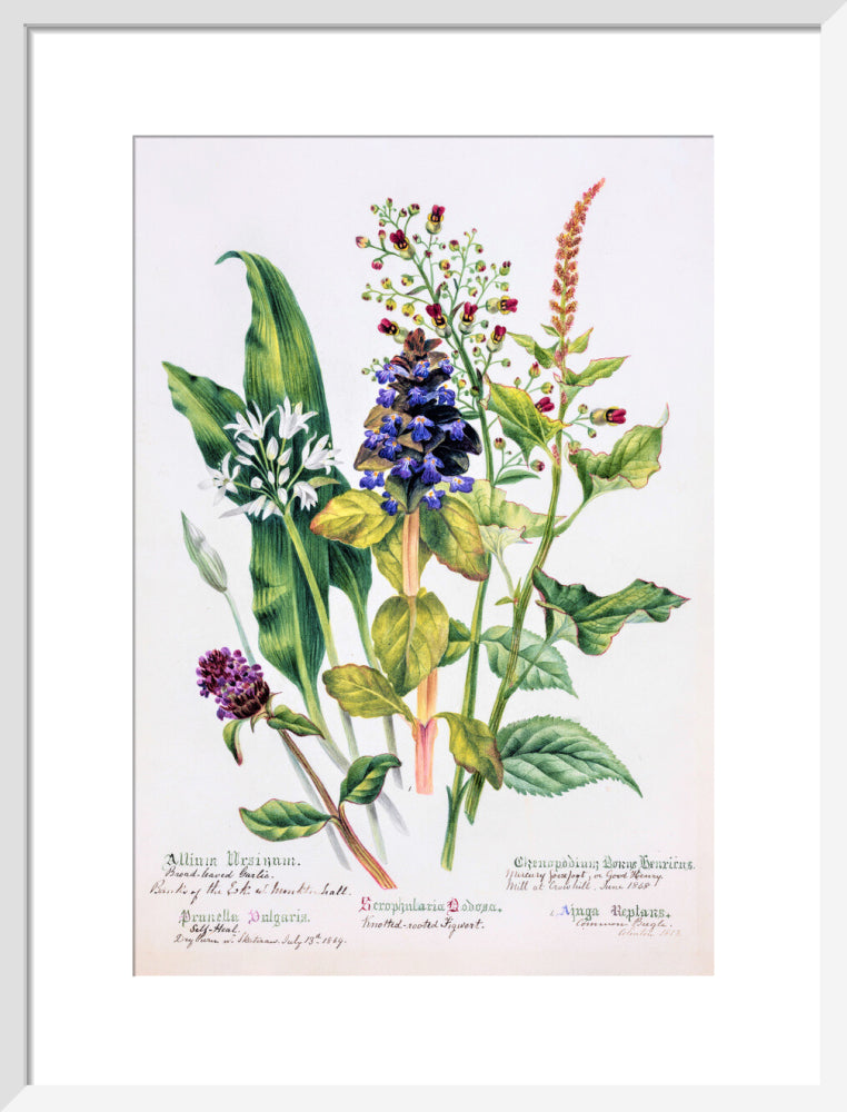 Allium by Charlotte Cowan Pearson