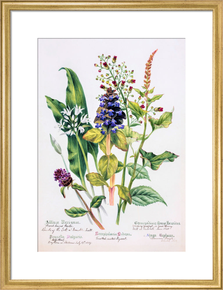Allium by Charlotte Cowan Pearson