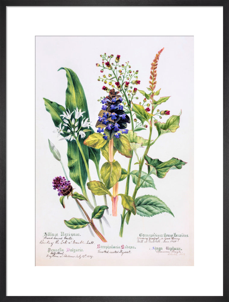 Allium by Charlotte Cowan Pearson