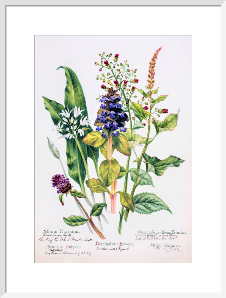 Allium by Charlotte Cowan Pearson
