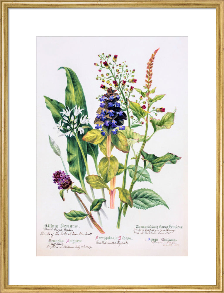 Allium by Charlotte Cowan Pearson