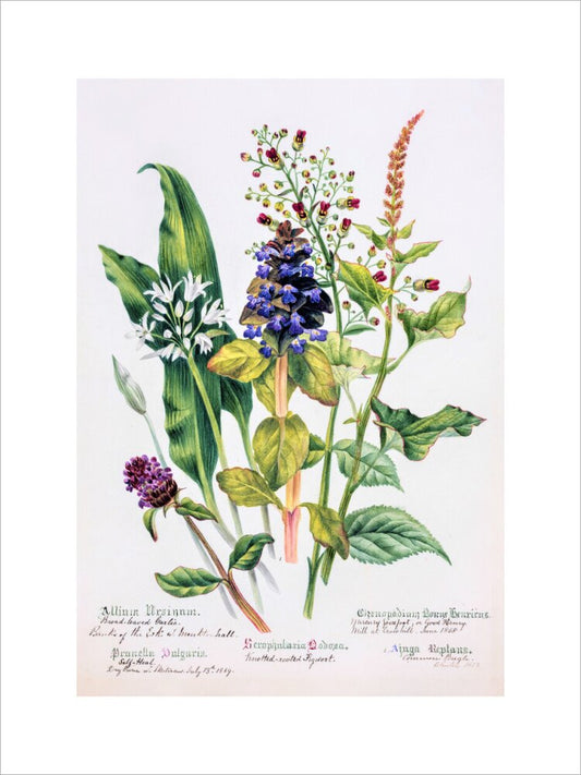 Allium by Charlotte Cowan Pearson