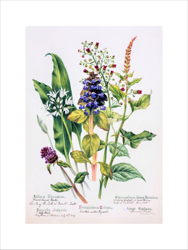 Allium by Charlotte Cowan Pearson