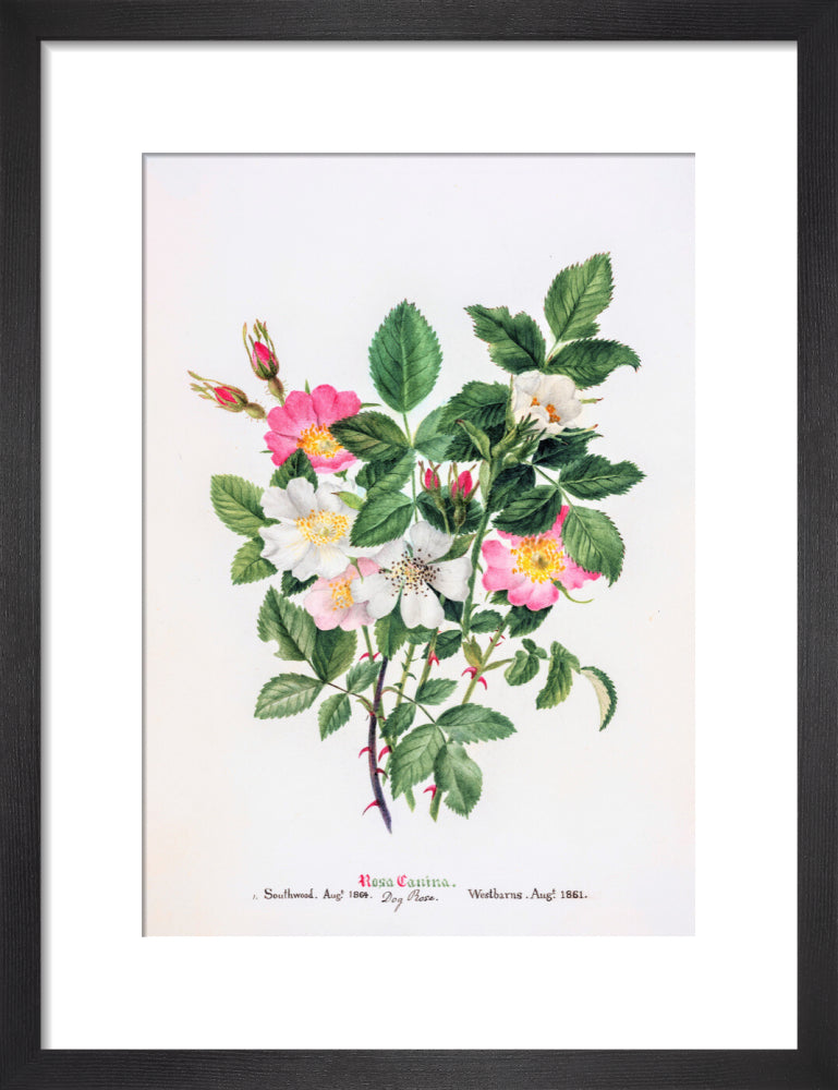 Rosa Canina by Charlotte Cowan Pearson
