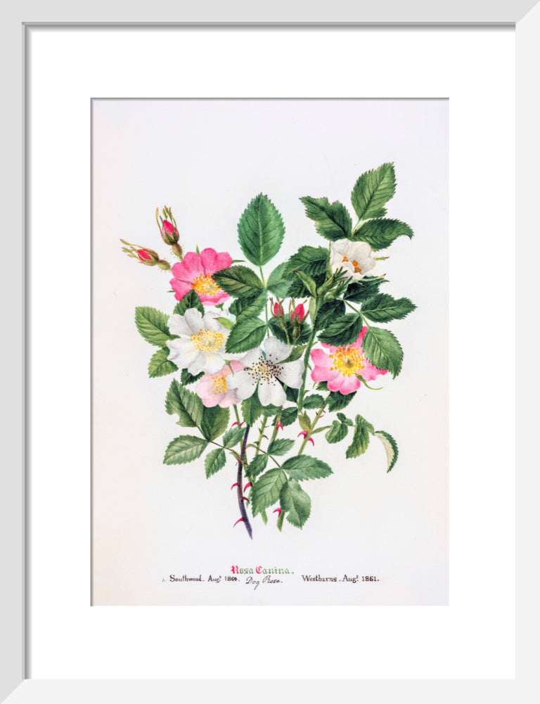 Rosa Canina by Charlotte Cowan Pearson