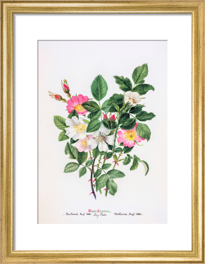 Rosa Canina by Charlotte Cowan Pearson