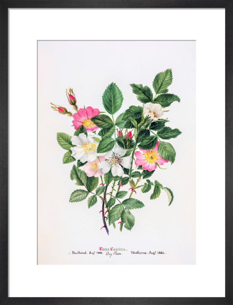 Rosa Canina by Charlotte Cowan Pearson