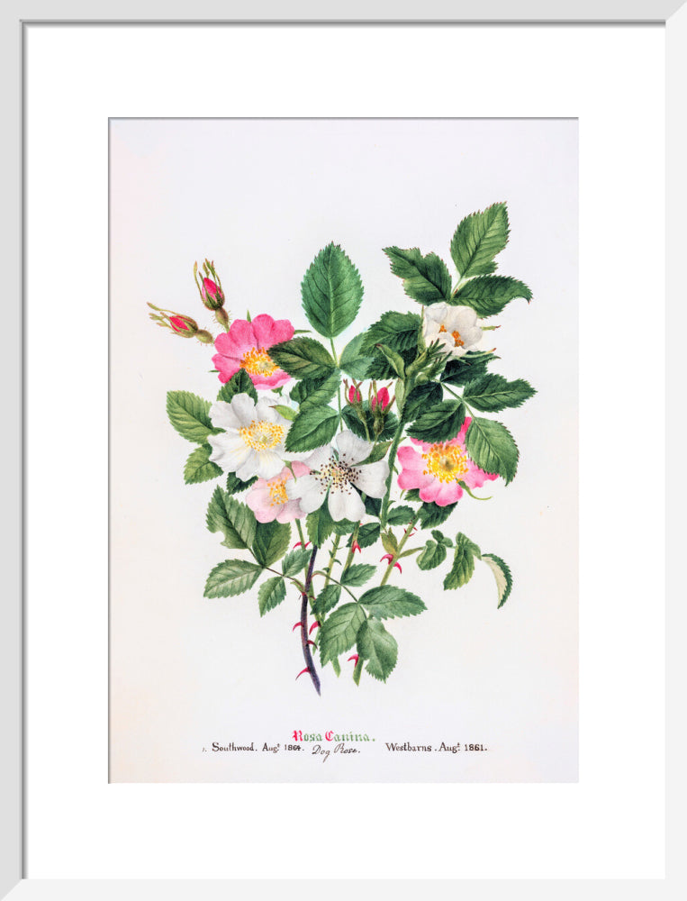Rosa Canina by Charlotte Cowan Pearson