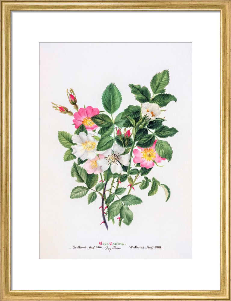 Rosa Canina by Charlotte Cowan Pearson