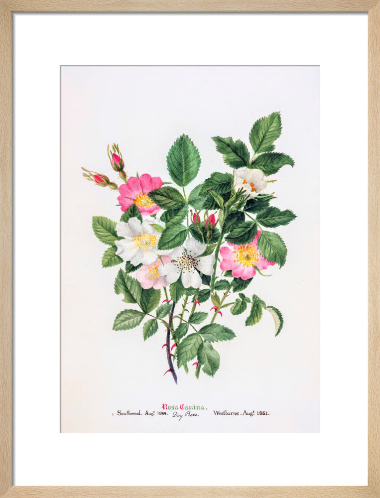 Rosa Canina by Charlotte Cowan Pearson