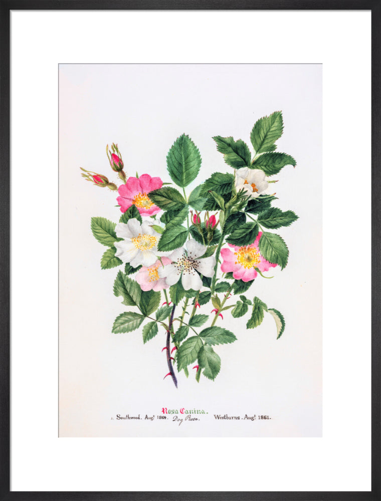 Rosa Canina by Charlotte Cowan Pearson