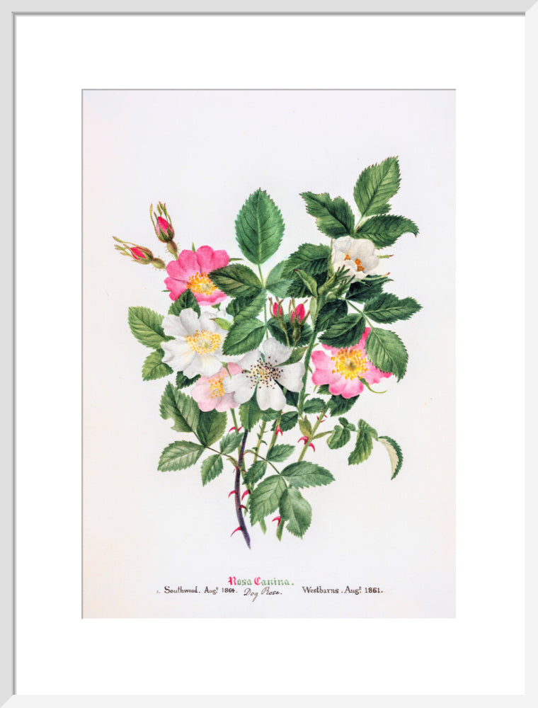 Rosa Canina by Charlotte Cowan Pearson
