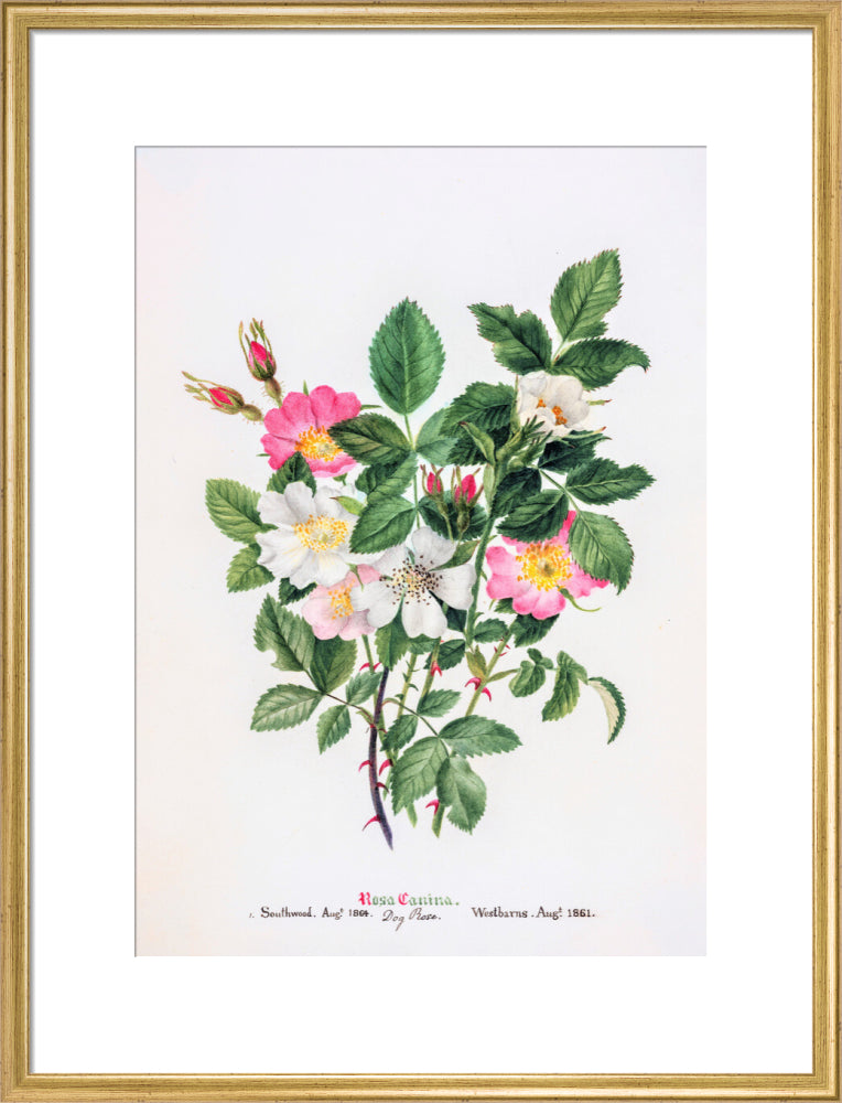Rosa Canina by Charlotte Cowan Pearson