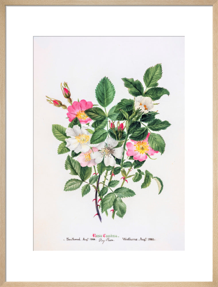 Rosa Canina by Charlotte Cowan Pearson
