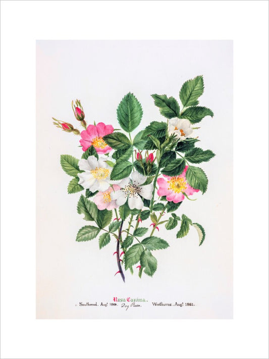 Rosa Canina by Charlotte Cowan Pearson