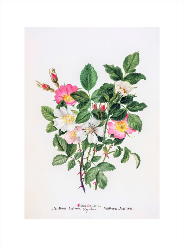 Rosa Canina by Charlotte Cowan Pearson