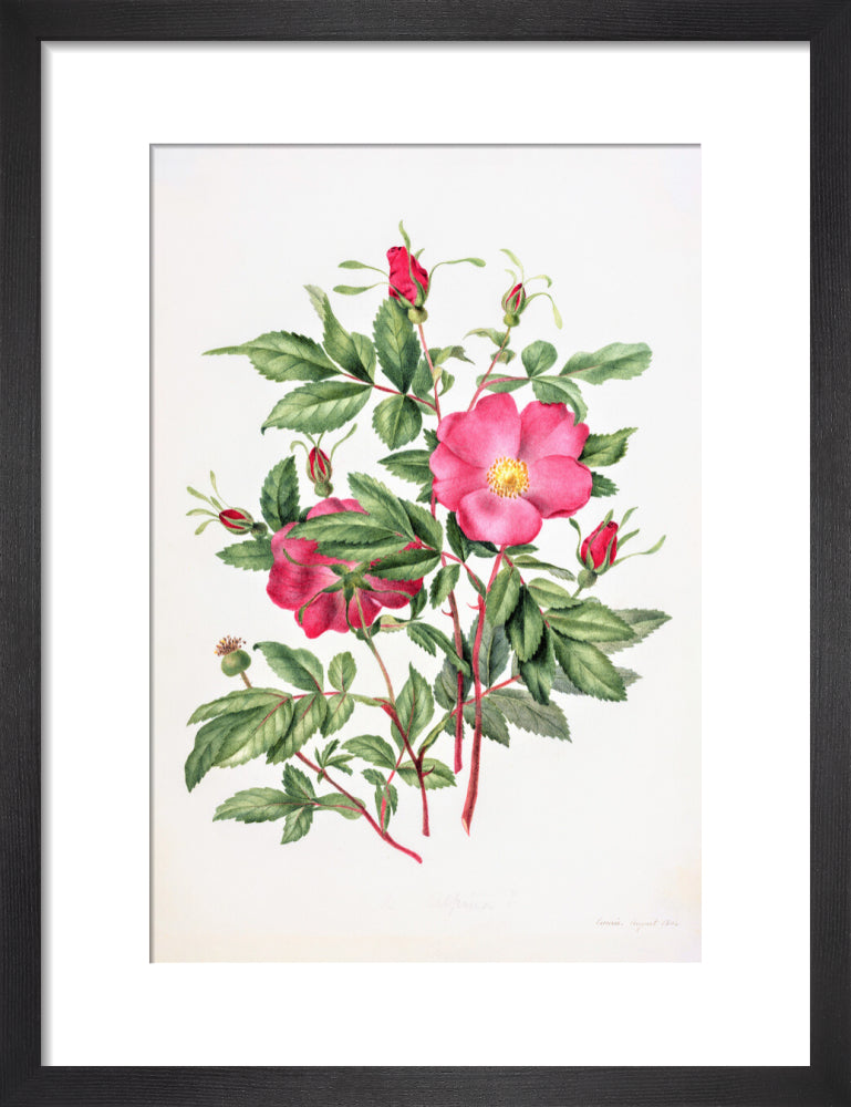 Dog Rose by Charlotte Cowan Pearson
