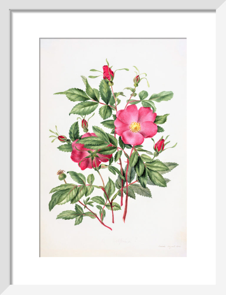 Dog Rose by Charlotte Cowan Pearson