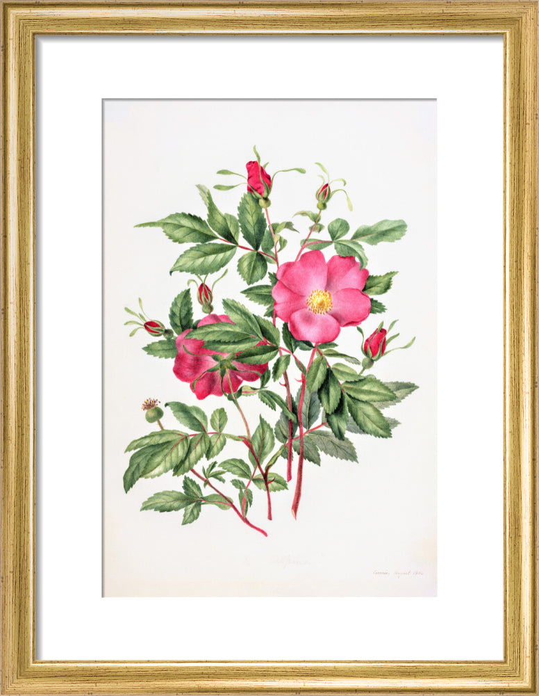 Dog Rose by Charlotte Cowan Pearson