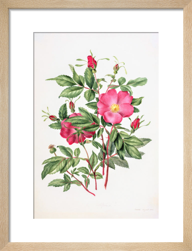 Dog Rose by Charlotte Cowan Pearson