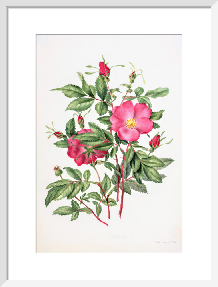 Dog Rose by Charlotte Cowan Pearson
