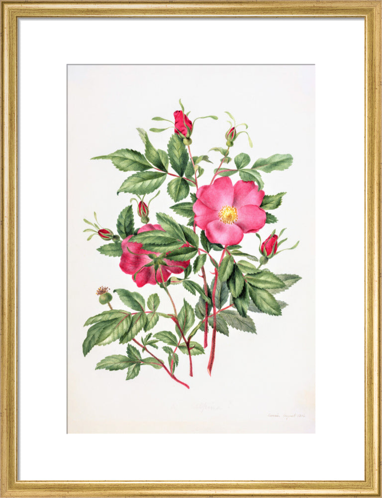 Dog Rose by Charlotte Cowan Pearson
