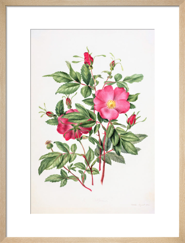 Dog Rose by Charlotte Cowan Pearson