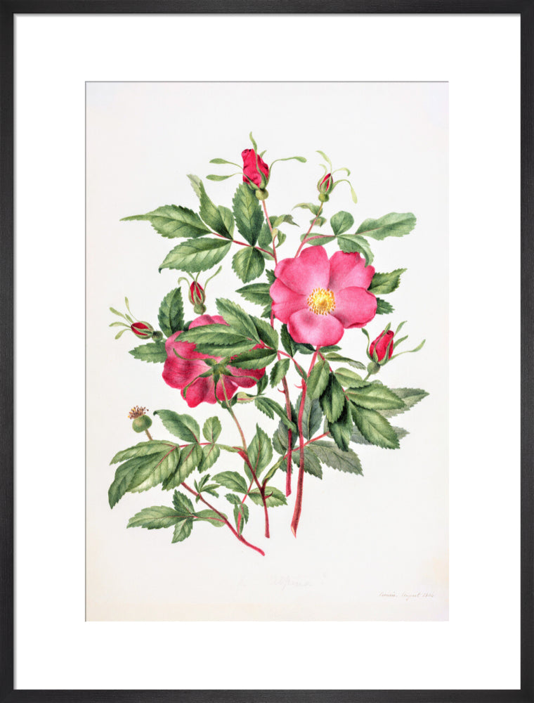 Dog Rose by Charlotte Cowan Pearson