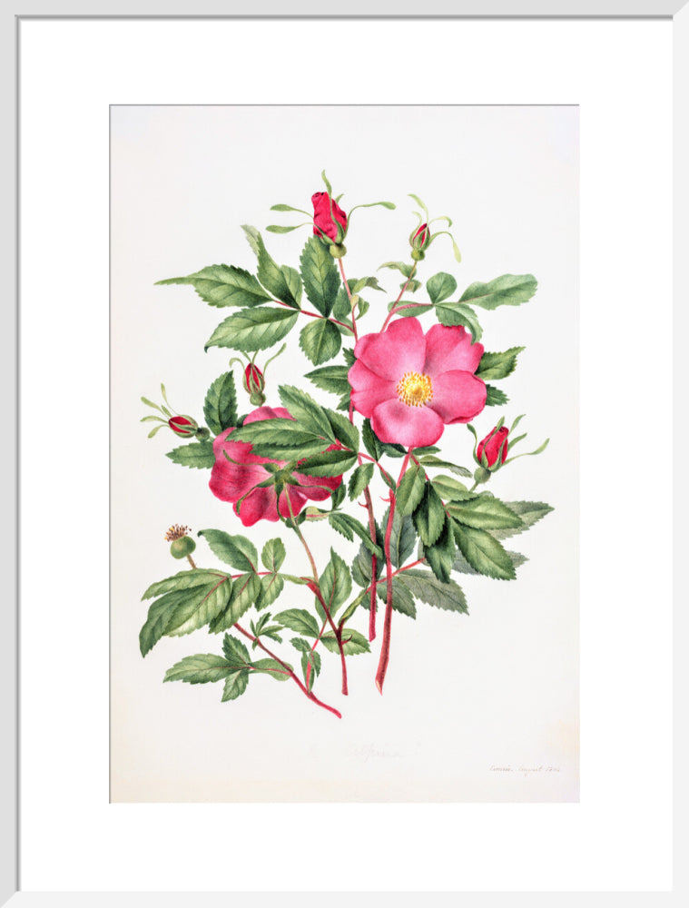 Dog Rose by Charlotte Cowan Pearson