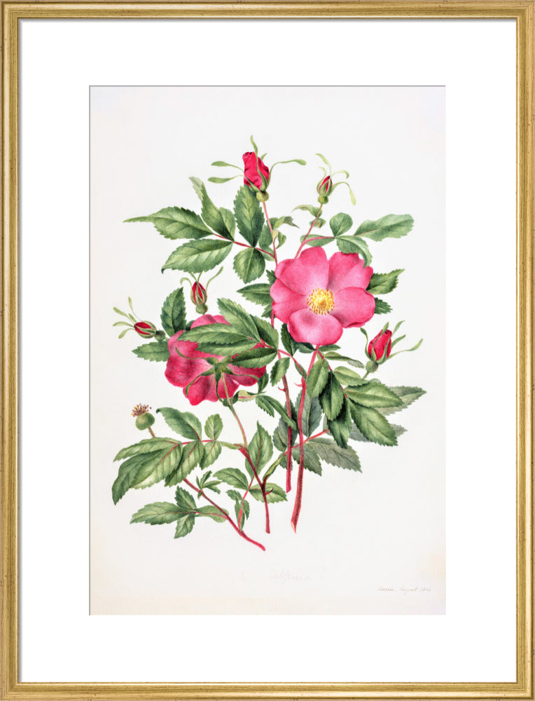Dog Rose by Charlotte Cowan Pearson
