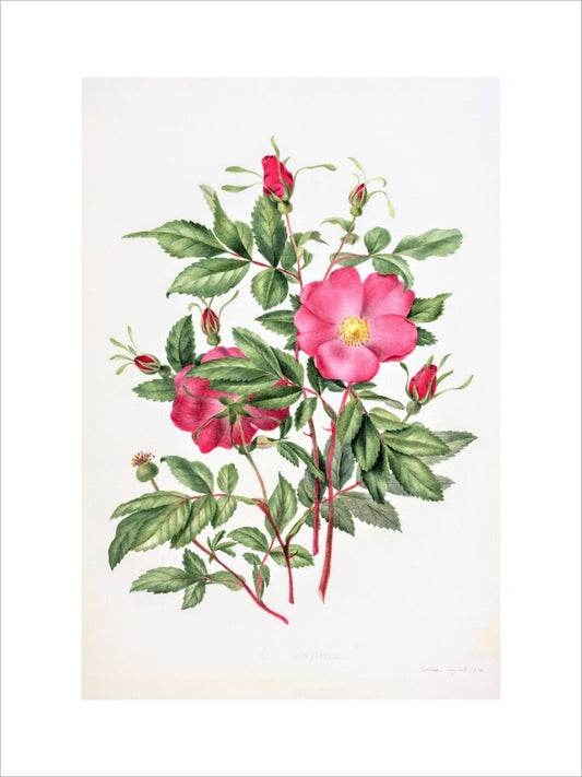 Dog Rose by Charlotte Cowan Pearson