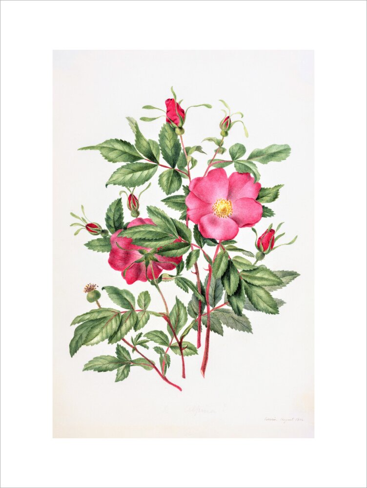 Dog Rose by Charlotte Cowan Pearson