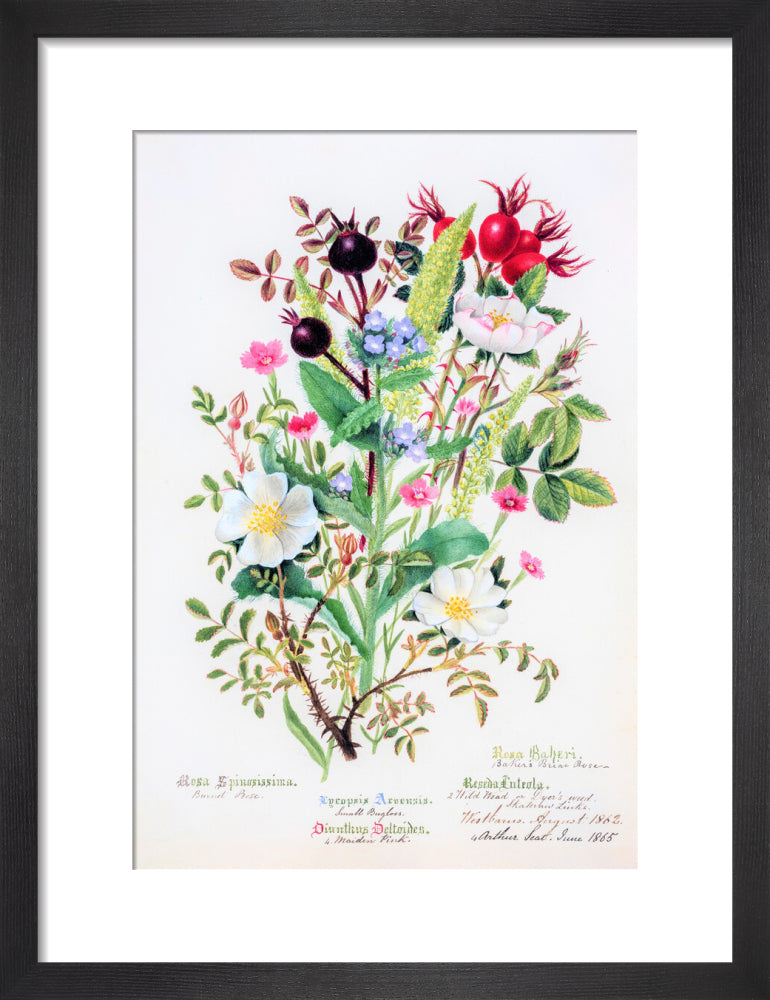 Burnet Rose by Charlotte Cowan Pearson