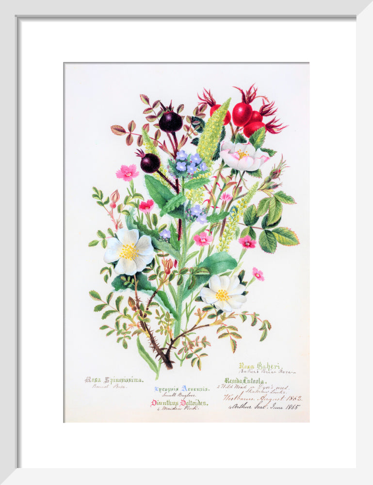 Burnet Rose by Charlotte Cowan Pearson