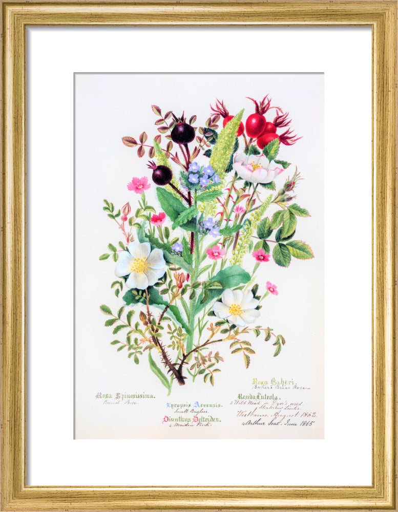 Burnet Rose by Charlotte Cowan Pearson