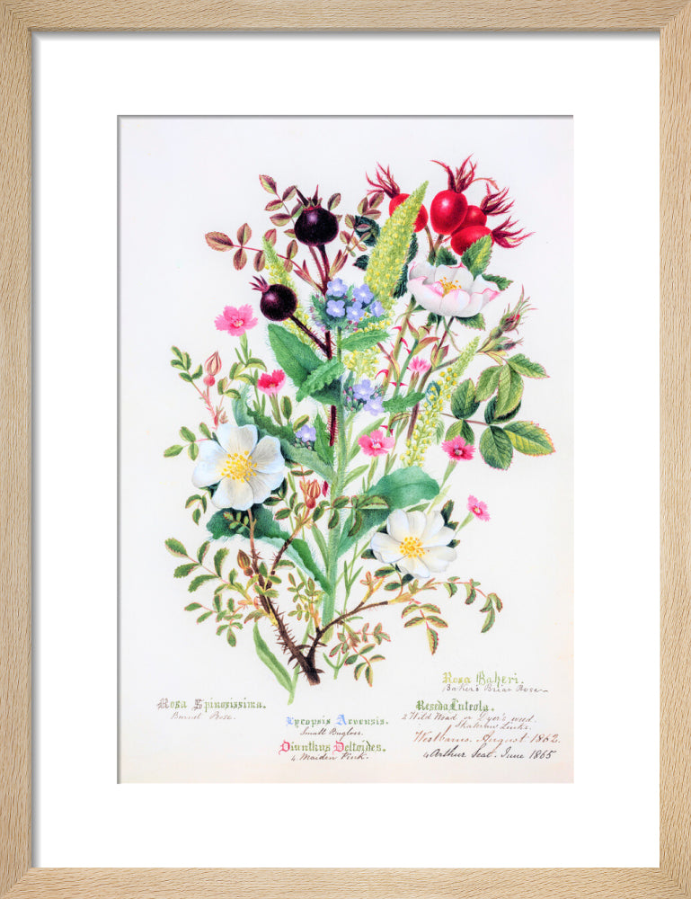 Burnet Rose by Charlotte Cowan Pearson