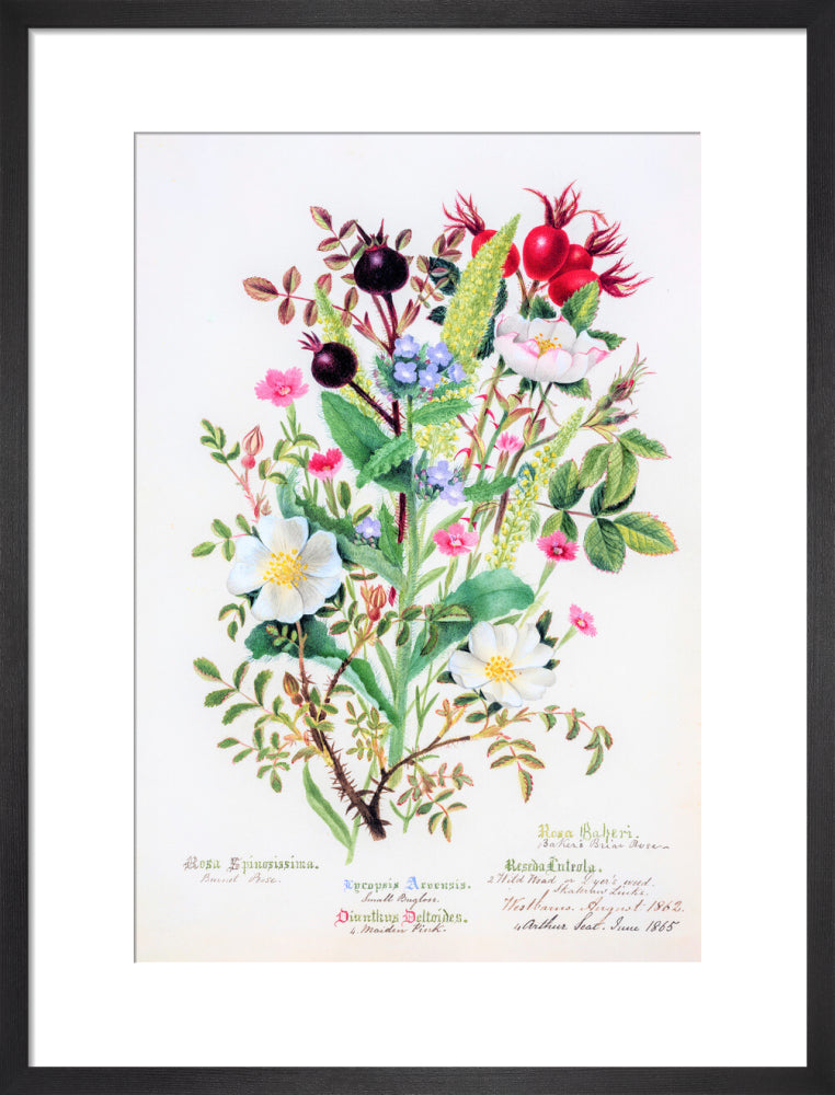 Burnet Rose by Charlotte Cowan Pearson