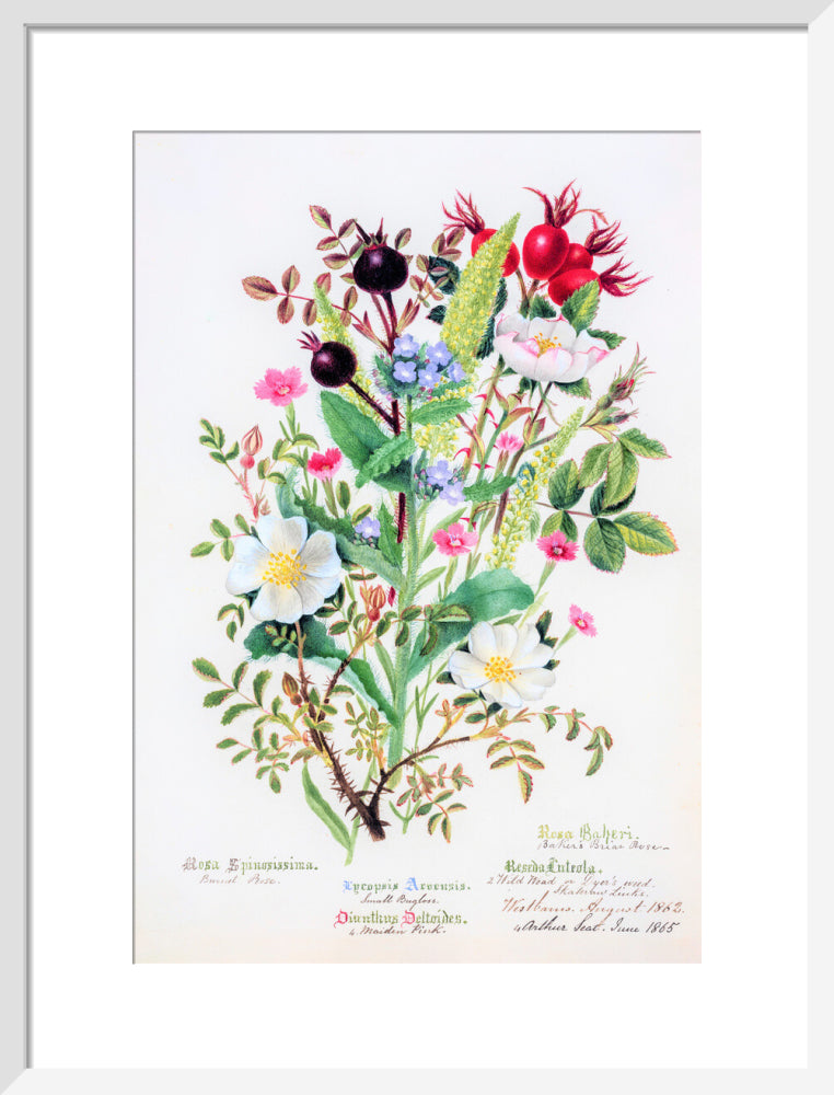 Burnet Rose by Charlotte Cowan Pearson