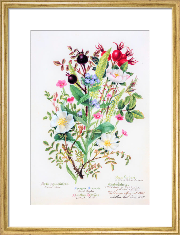 Burnet Rose by Charlotte Cowan Pearson