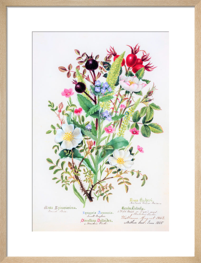 Burnet Rose by Charlotte Cowan Pearson