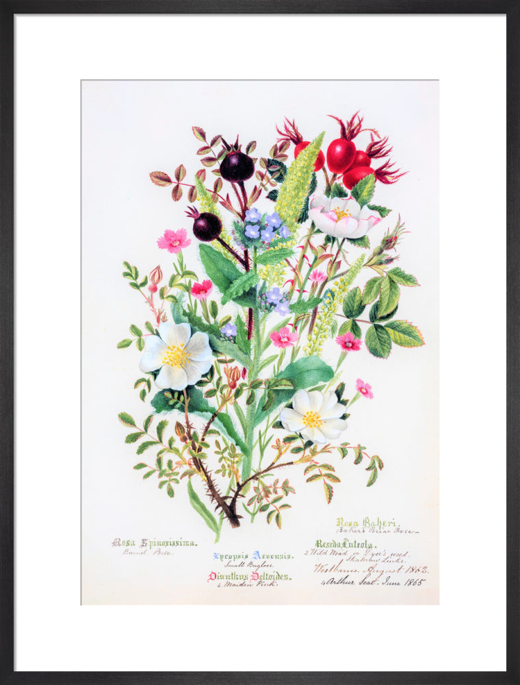 Burnet Rose by Charlotte Cowan Pearson