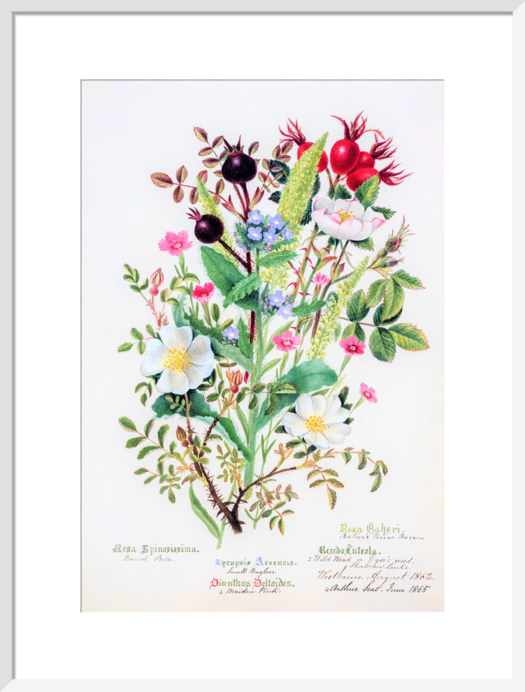 Burnet Rose by Charlotte Cowan Pearson