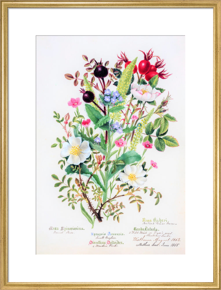 Burnet Rose by Charlotte Cowan Pearson