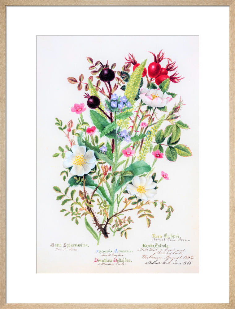 Burnet Rose by Charlotte Cowan Pearson