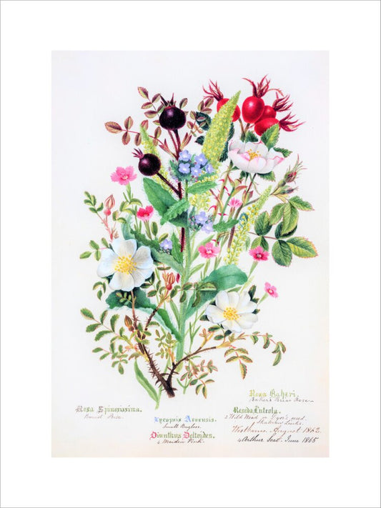 Burnet Rose by Charlotte Cowan Pearson