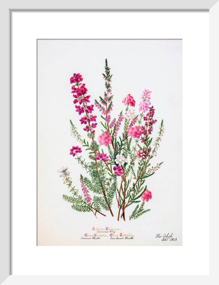 Heather by Charlotte Cowan Pearson