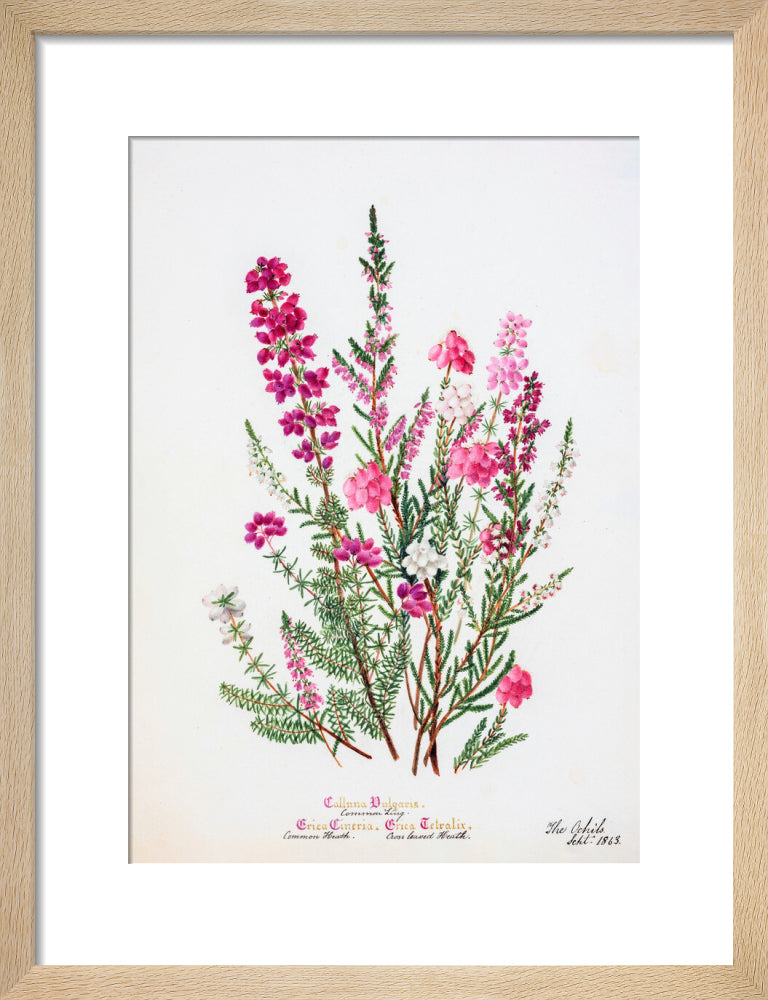 Heather by Charlotte Cowan Pearson