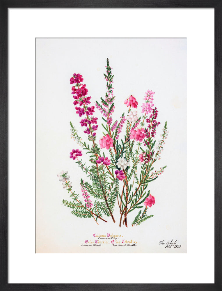 Heather by Charlotte Cowan Pearson