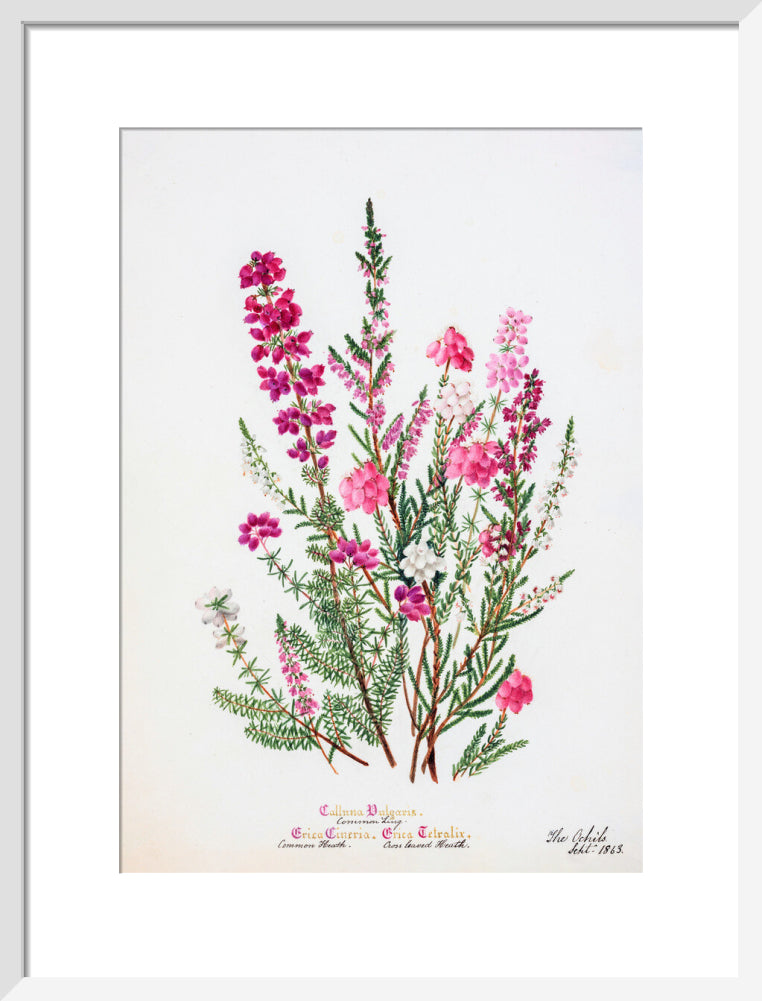 Heather by Charlotte Cowan Pearson